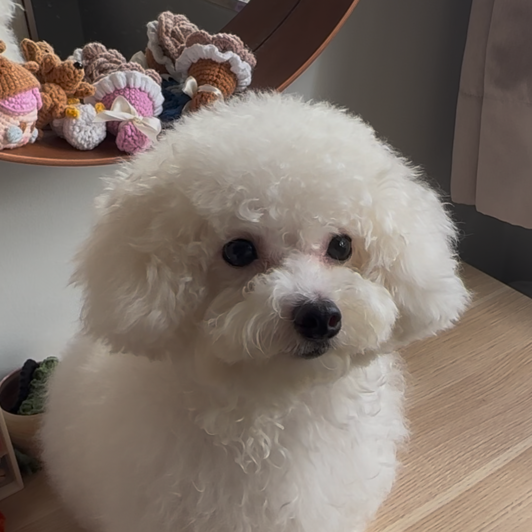 No Ruff Days Pet Shampoo โ Trial Pack Customer review photo 5