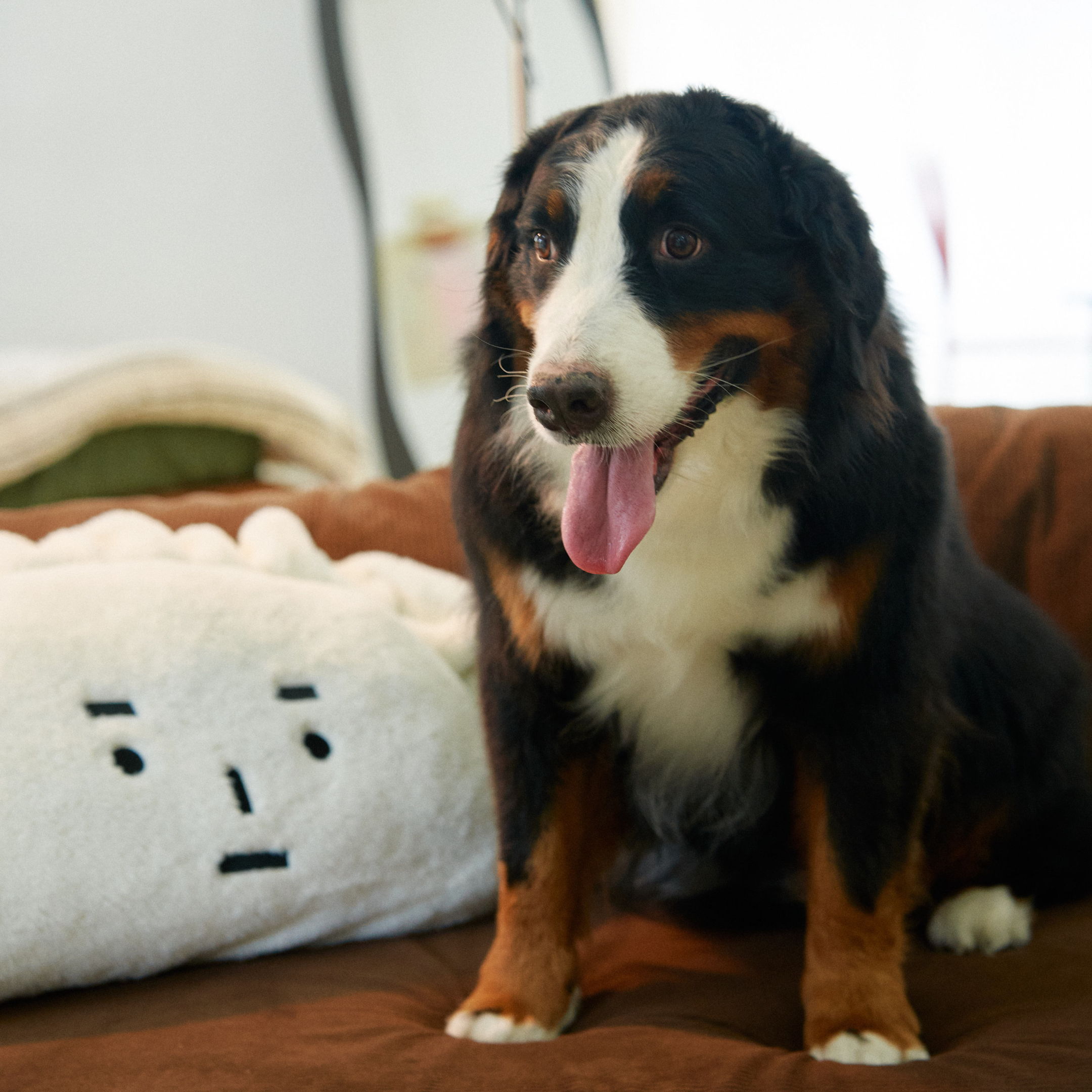 No Ruff Days Pet Shampoo โ Trial Pack Customer review photo 1