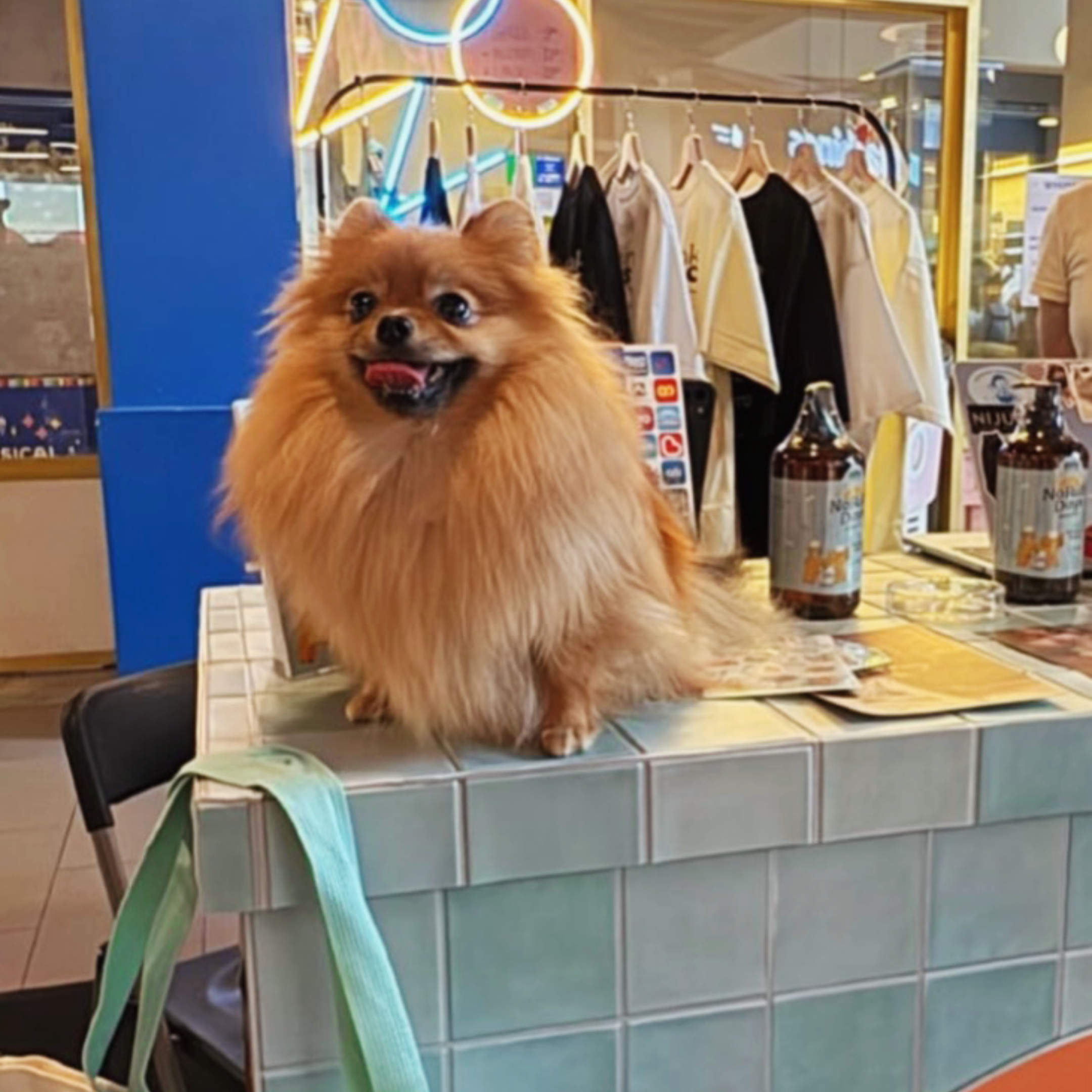 No Ruff Days Pet Shampoo โ Trial Pack Customer review photo 7