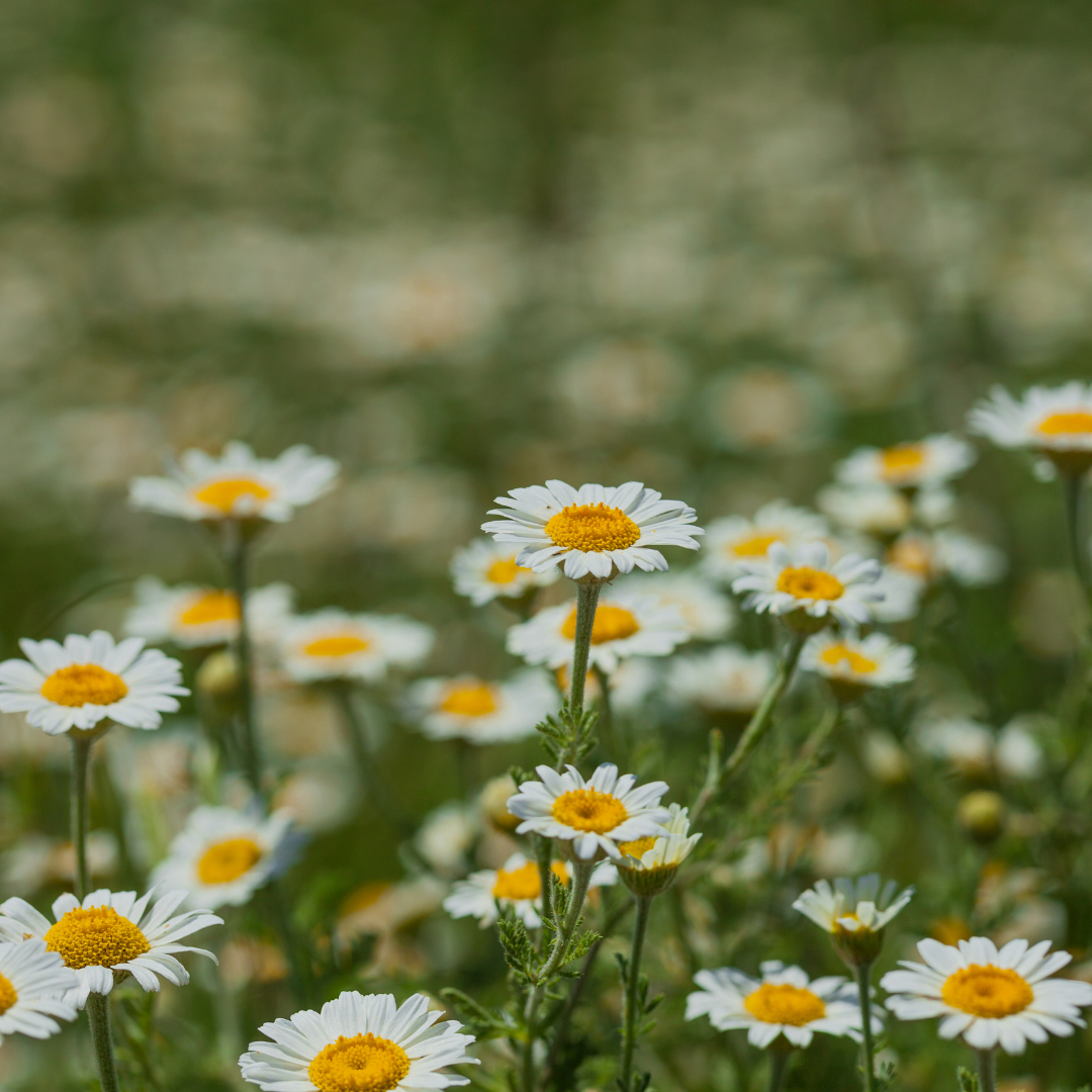 Chamomile Extract