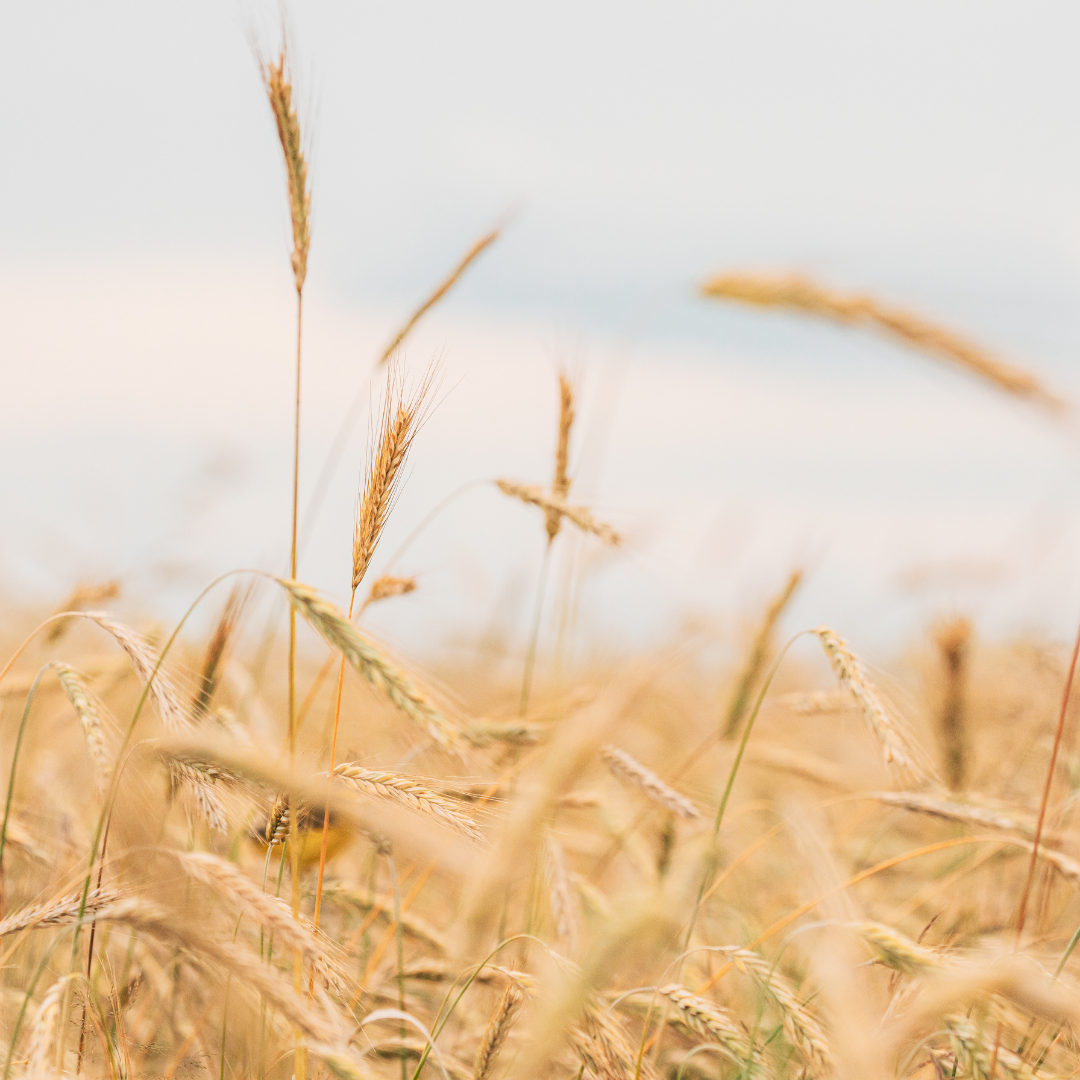 Oat Extract