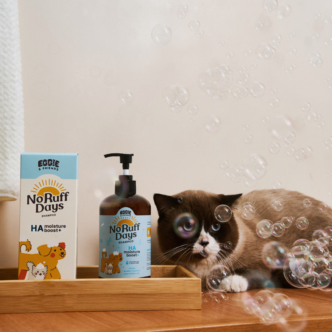Lifestyle cat with shampoo