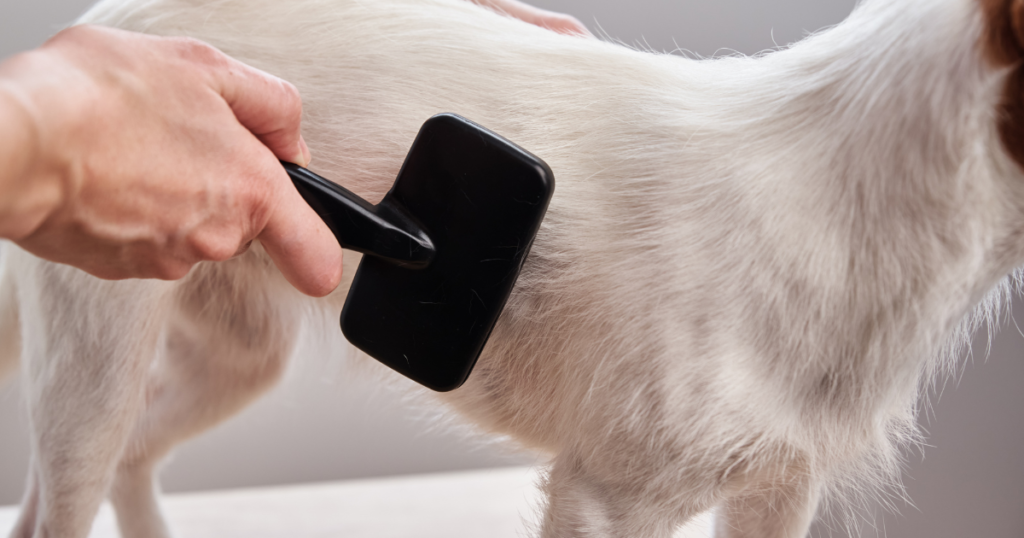 How Often Should You Bathe Your Dog in Malaysia? Pawrent brushing a fluffy white dog's coat before bath time