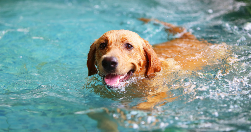 How Often Should You Bathe Your Dog in Malaysia? Golden retriever swimming happily in a pool