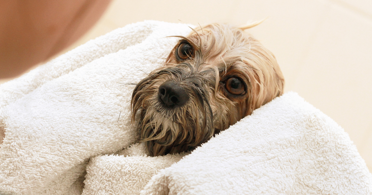 Dog Skin Care During Malaysia’s Rainy&nbsp;Season