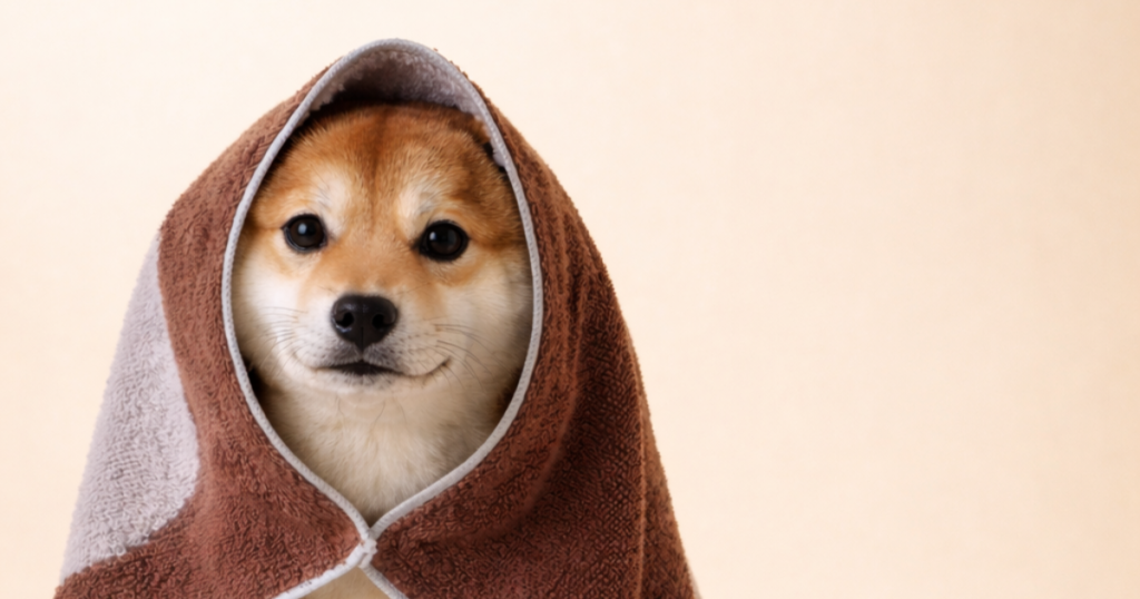 How Often Should You Bathe Your Dog in Malaysia? Happy Shiba Inu wrapped in a brown towel after a bath