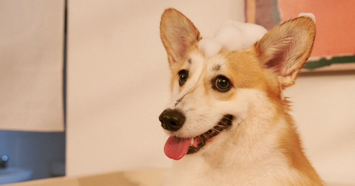 Can I Use Human Shampoo on My Dog?